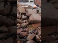 Praia fica tomada por lobos e leões-marinhos em SC
