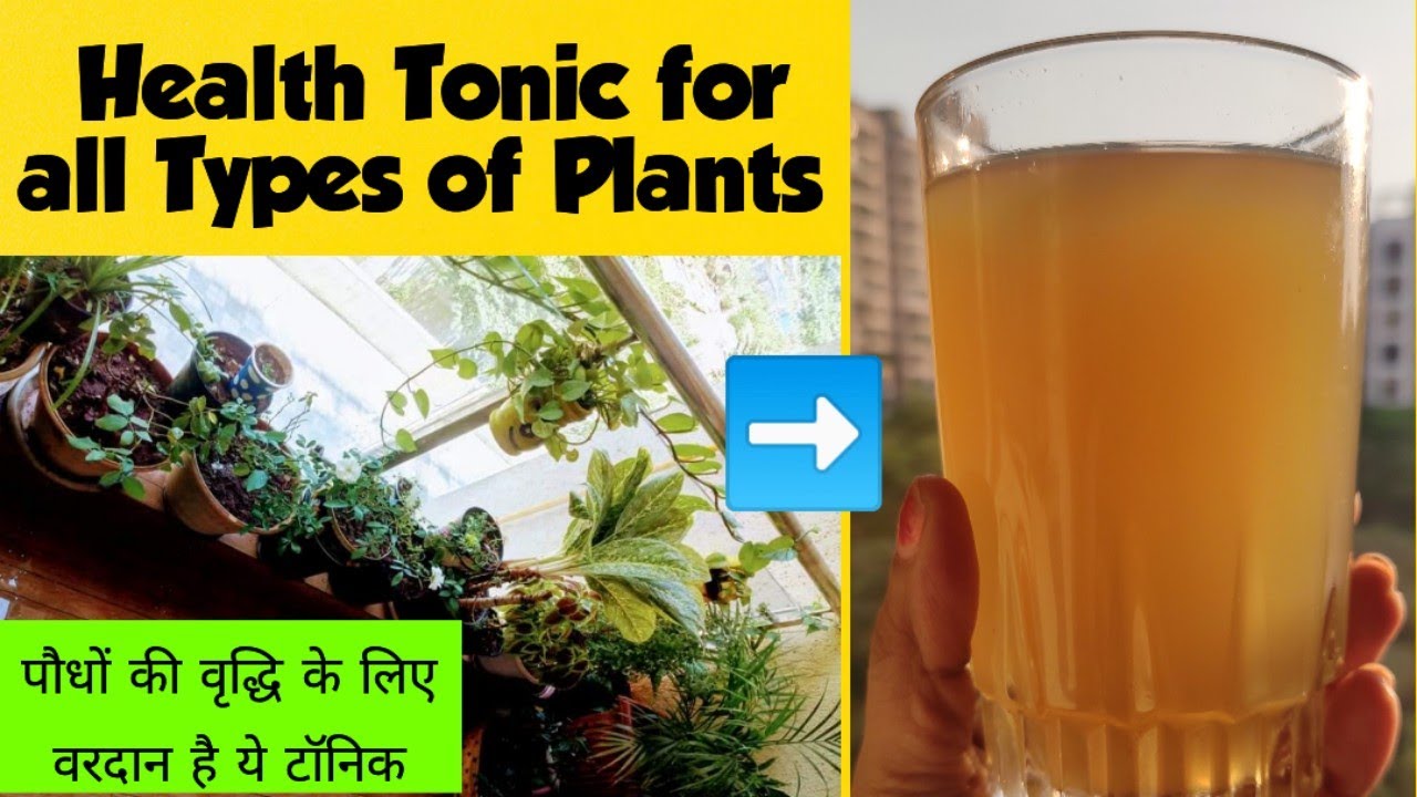 Health Tonic Best fertilizer for all plants zero budget organic