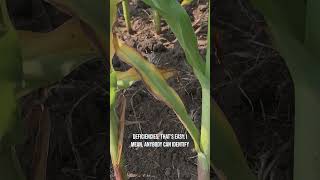 Here are the nutrient deficiencies that show up at the top of the plant.