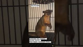 How do you tell the Kinkatopia kinkajous apart?