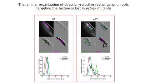 Lamination Speeds the Functional Development of Visual Circuits
