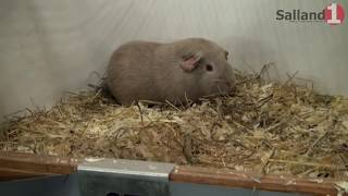 Jubileumshow Zorg En Genot Raalte