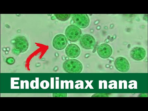 Endolimax nana visto ao microscópio óptico | identificando cistos de Endolimax nana