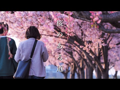【桜のある道】大阪狭山市にある狭山池公園の桜