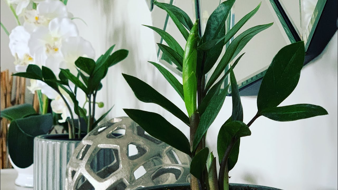 Размножение растений ZZ делением куста + стеблевыми и листовыми черенками || Простые советы по ух...