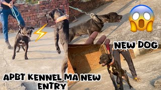 Apbt Kennel Pa Mila New Apbt Se Khatrnak Apbt Hn Ye To