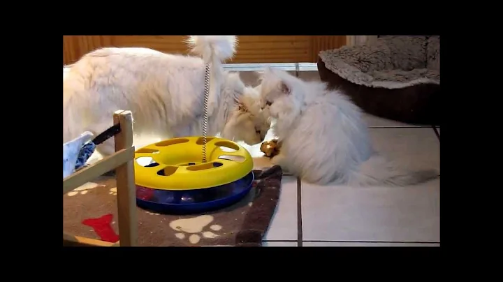 Watch the video about Chinchilla Persian Mommy and Kitten VS Mouse
