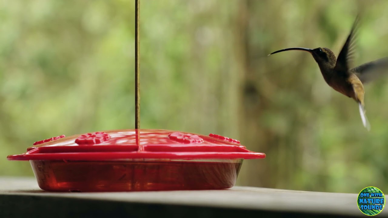 HD Bird Sounds - Calm & Relaxing Nature Sounds To Fall Asleep Too - Humming Birds Feeding