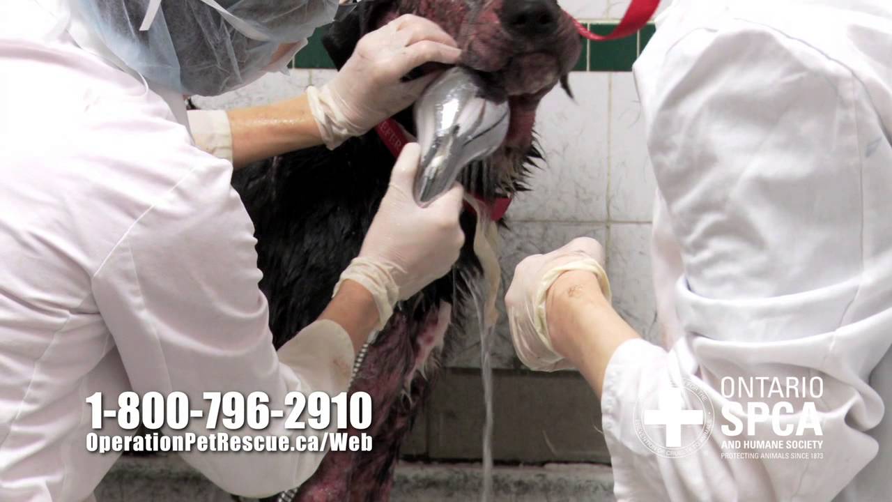 Ontario SPCA Operation Pet Rescue - Rocky's Story featuring Sarah Mclachlan - Ontario SPCA Operation Pet Rescue - Rocky's Story featuring Sarah Mclachlan
