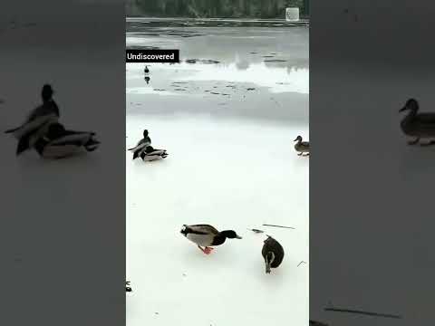 Gliding Duck 😍