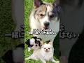 【キャンバス】だから僕は絵を書いた#shorts