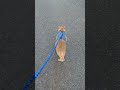 Walk a Bit with My Orange Cat #cats #cute #catsonleashes
