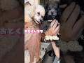 『おとくん』お迎えしました🐶🐾‪‪❣️