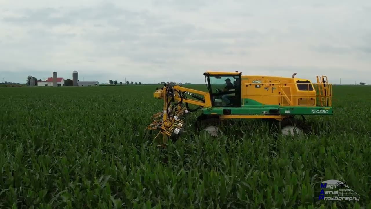 Detasseling Seed Corn in Northern Illinois