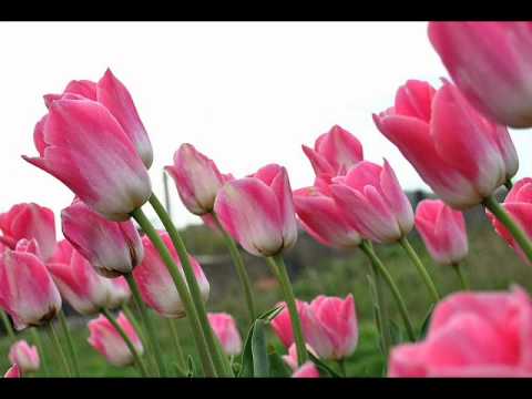 الشيخ محمد جبريل سورة الحشر Mohammad Jibreel Surah AlHashr 