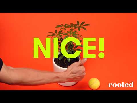 PLANTCARE 101: HOW TO POT A PLANT - video from Rooted