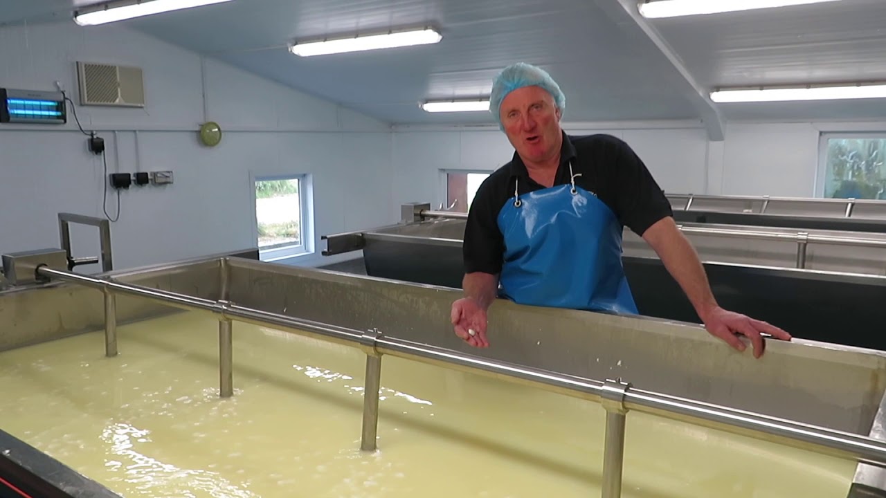 Step 1 to cheese making - Mixing milk, rennet and starter cultures ...