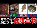 【ゆっくり解説】意外と身近にいる危険な生物　9選　近づくな！