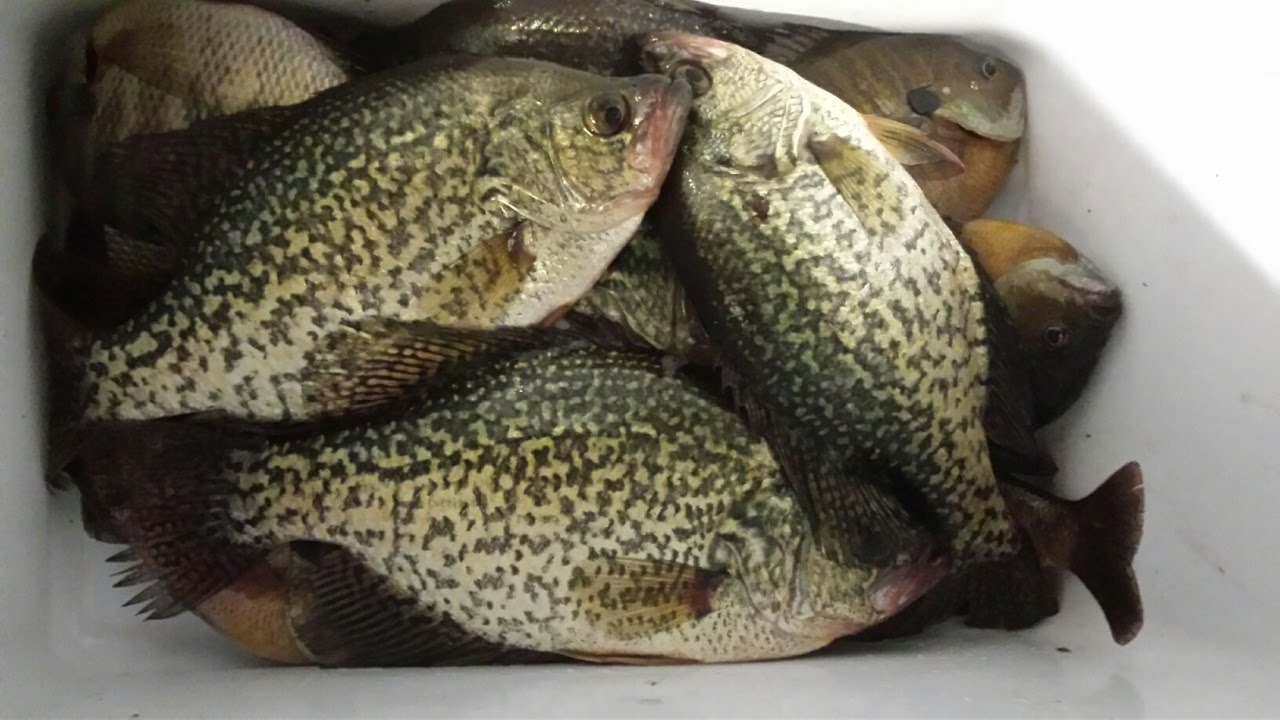 Vertical Jigging Pattern for Suspended Bluegill and Crappie in November