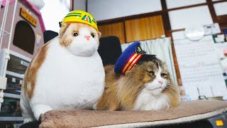 笑い猫 笑い猫 ♪ #NEKOくらぶ #nikoncreators
