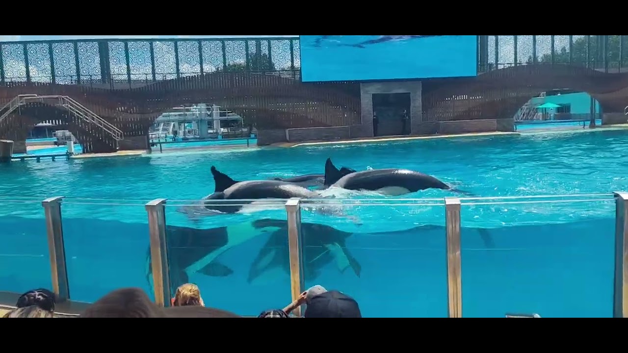 Orca Encounter