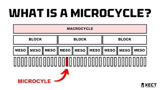 What is a microcycle?