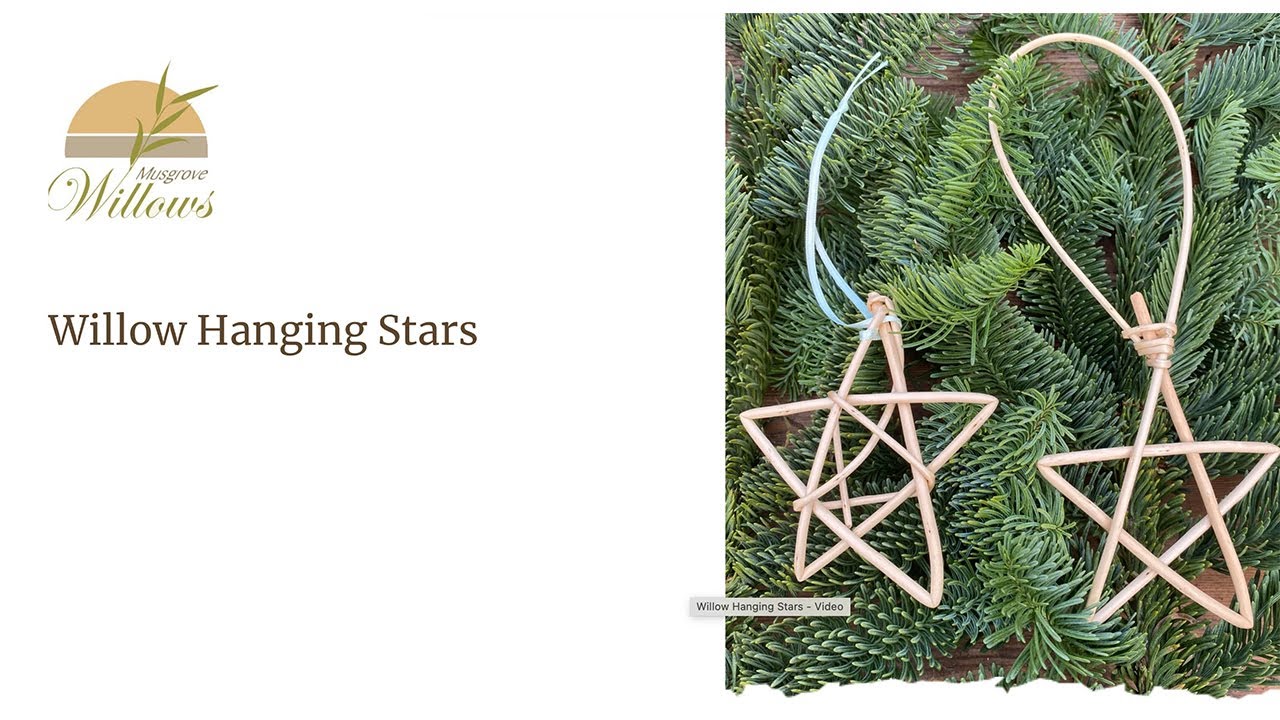 Ивовые свисающие звезды