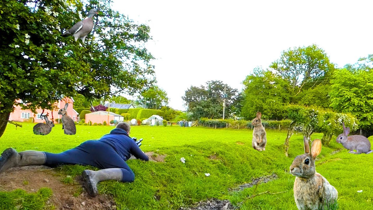 air rifle shooting rabbits YouTube