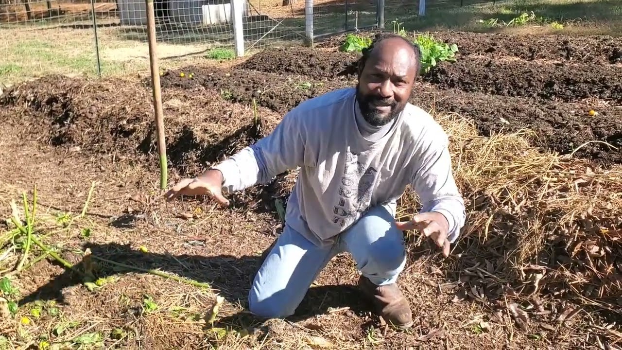 Зимние грядки с перцем сорта «Скотч Боннет»