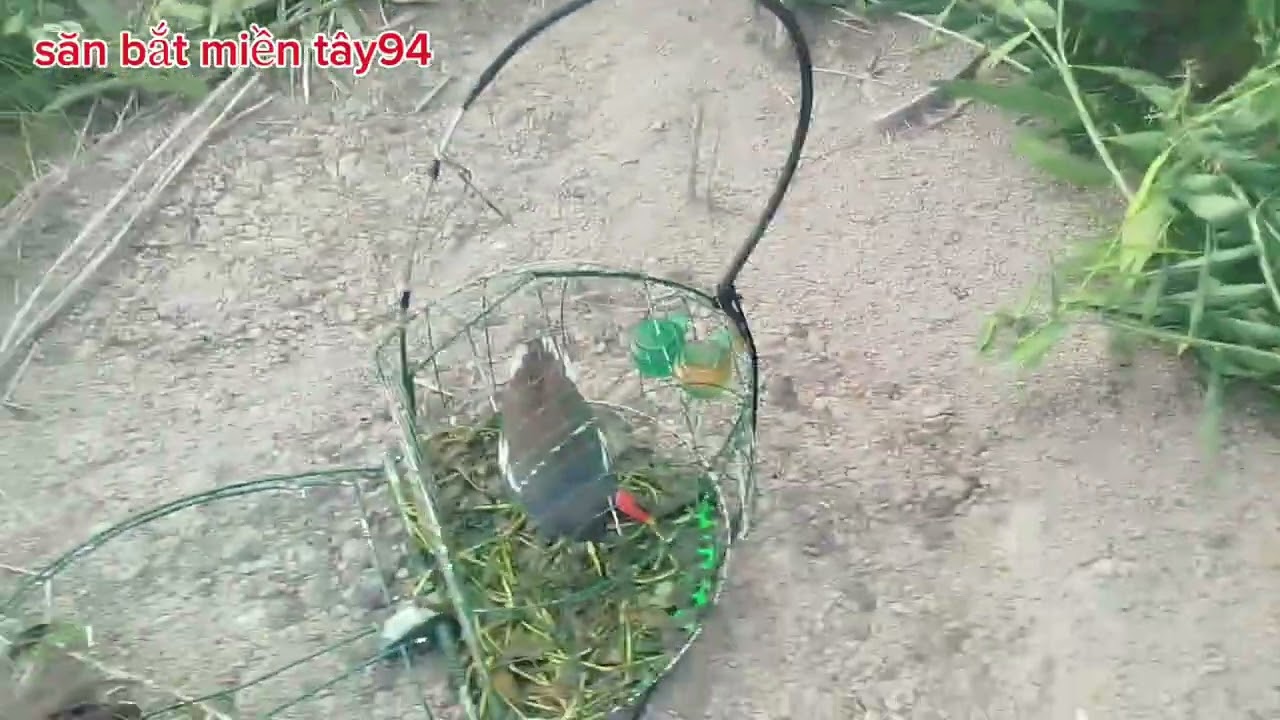 chiều làm vài kèo cũng được 4 bé trích ré nha ae.