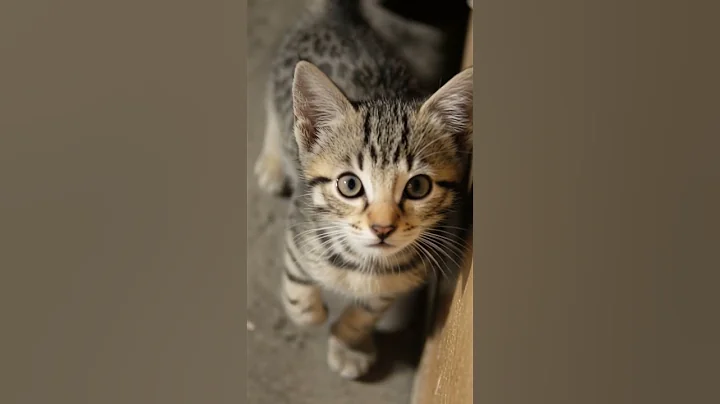 Video 11454951: cat kitten kitty cutecat, cat kitten kitty cute, cat dog kitty kitten, cute kitty cat playing