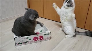 猫　喧嘩
