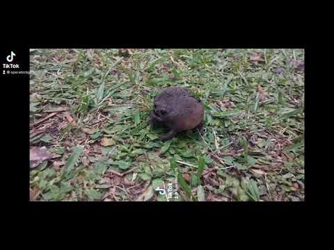 African Squeaking Frog War Cry African Squeaking Frog War Cry