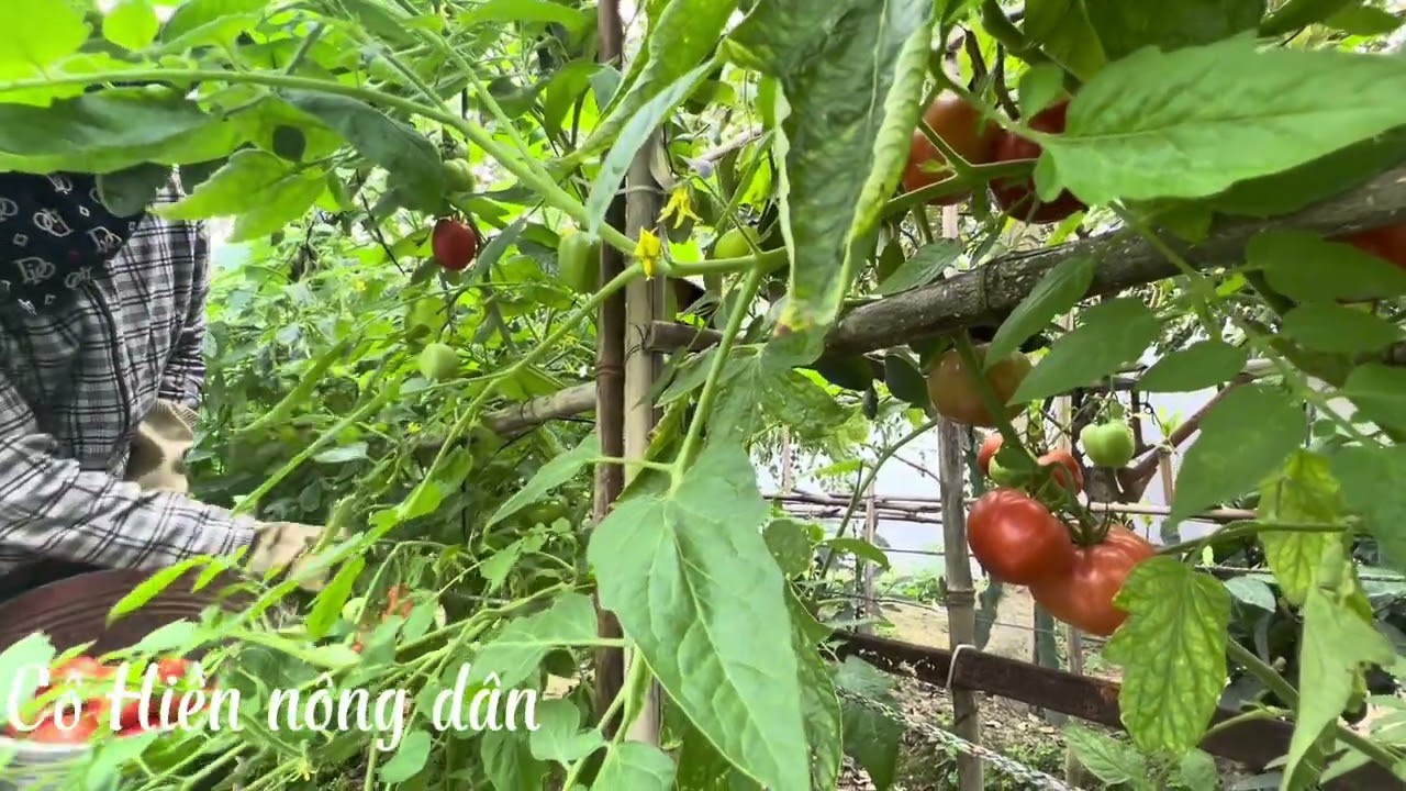 Khai Xuân hái cà chua chín đỏ/ Harvesting ripe red tomatoes in the spring garden.