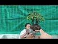 ( đã bán )M99. gl ae một cây cẩm thị. giá 300k .lh 0933648634