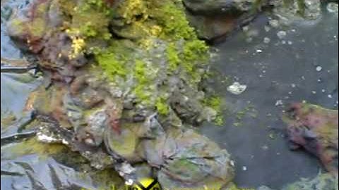 modelRRscenery.com - Painting and Planting Part 3.avi