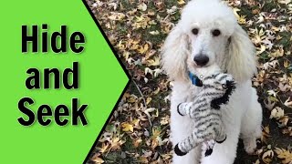 Playful Dog Loves Hide and Seek | Standard Poodle Owner