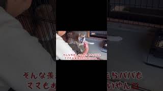 更なる攻防戦は、本編まで♪ #柴犬 #柴犬ロック #柴犬ボブ