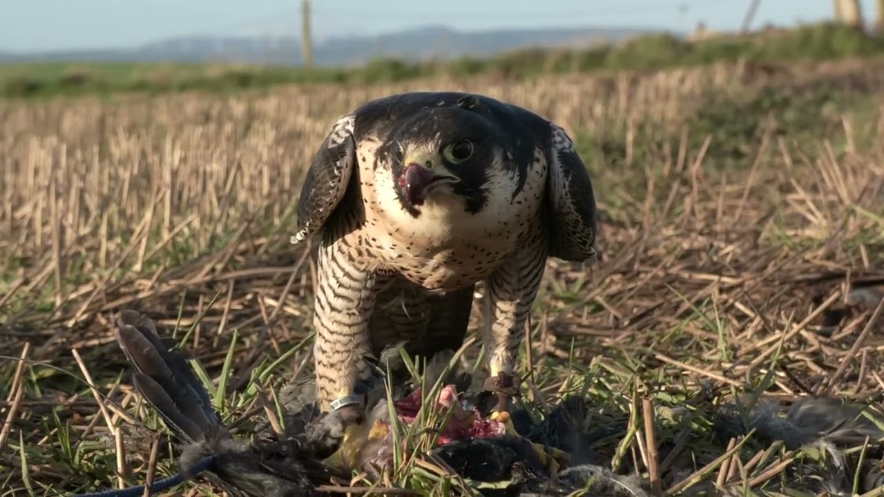 Johanna, Peregrine, rook hawking adventures: Neil, rocking in,