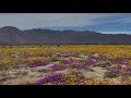 Anza-Borrego Desert State Park sees big wildflower bloom