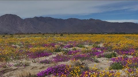Anza-Borrego Desert State Park sees big wildflower bloom