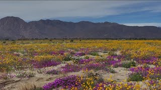 AnzaBorrego Desert State Park sees big wildflower bloom