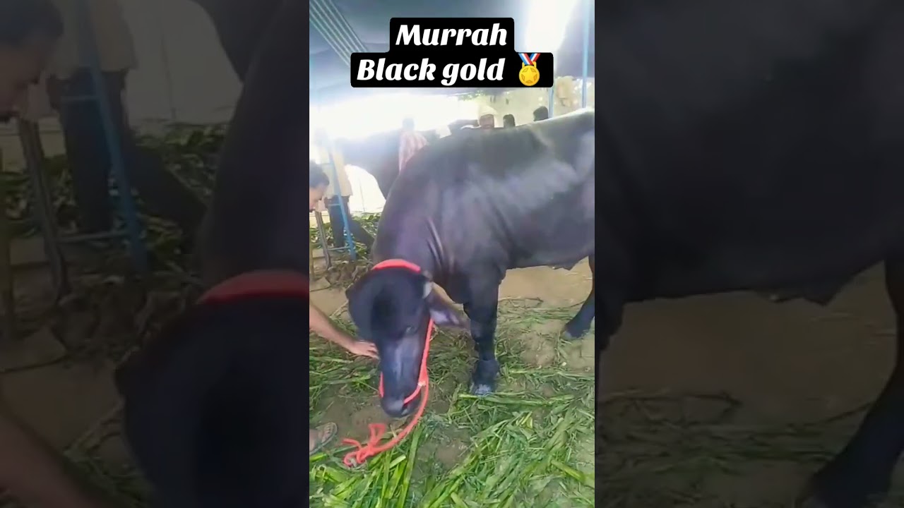 murrah bull top muzaffarnagarpashu mela 