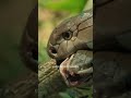 ☠️ THE CANNIBAL KING 👑 : Why Other Snakes 🐍 Fear the King Cobra!