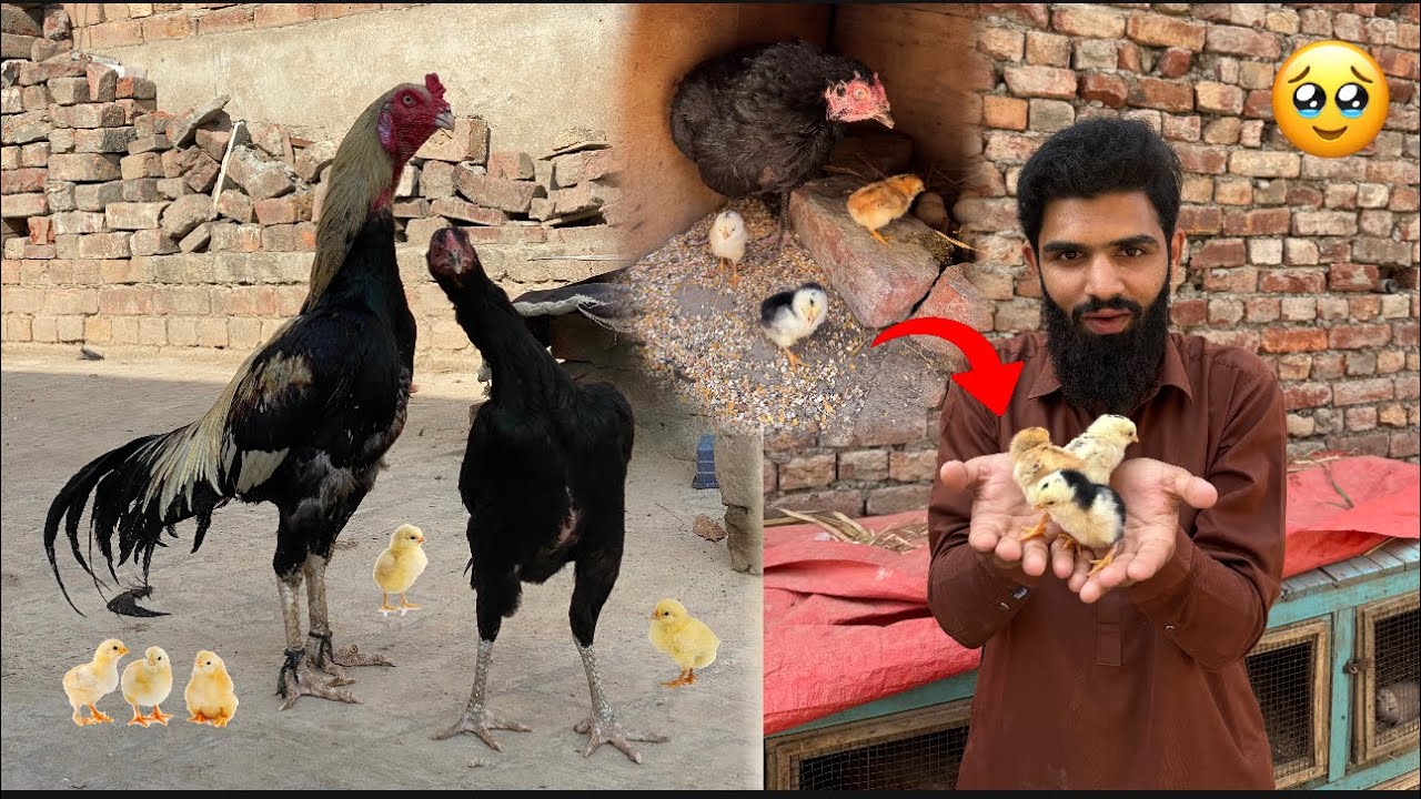 Shaka k chicks nikal aye 🥰