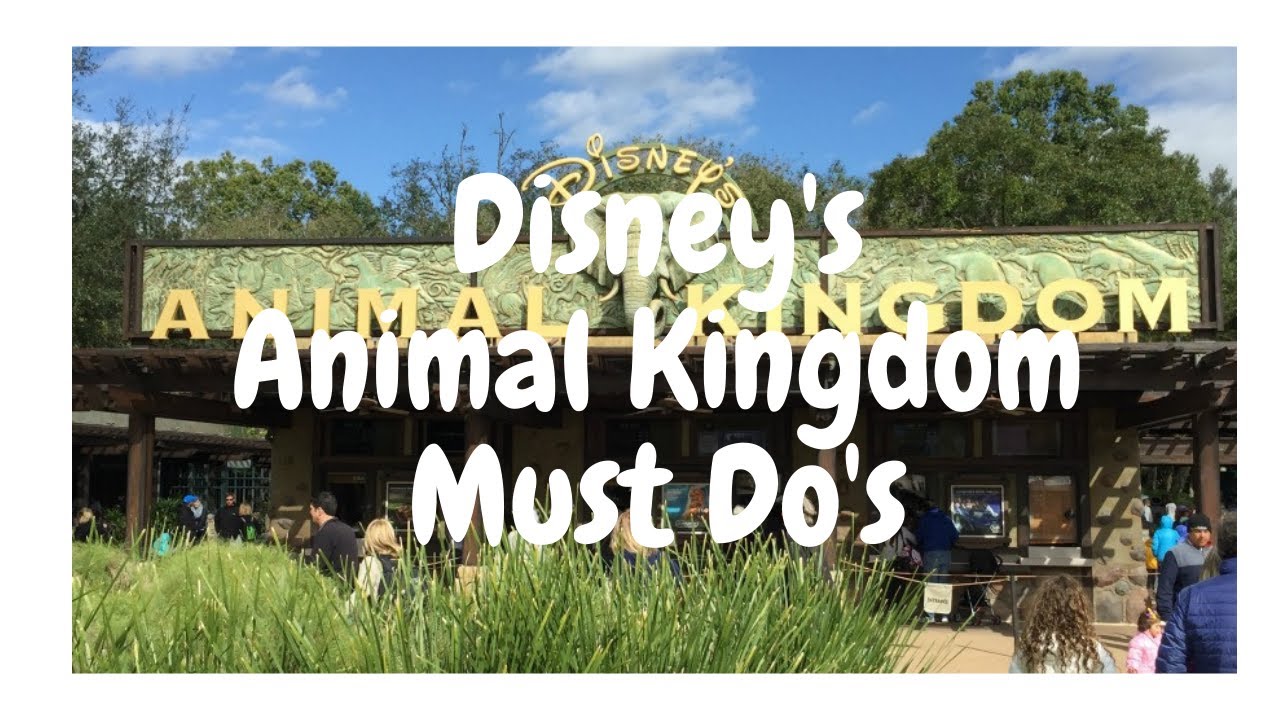 Top 3 Animal Kingdom Must Do's - YouTube