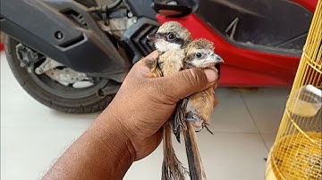2 Cara paling mudah dan Akurat membedakan cendet anakan Jantan dan betina