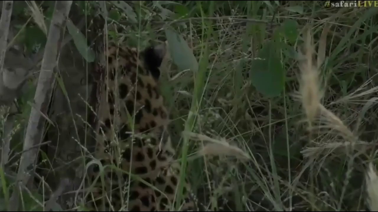 sindile faku April 10, 2017- sunrise- Thandi resting comfortably guarding her kill