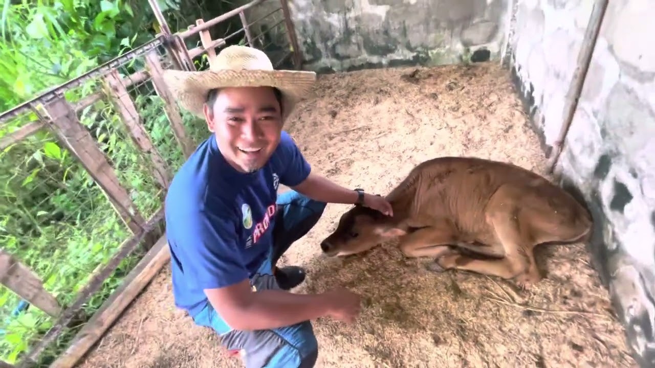 Calf to Heifer to Dam                                                   [Bisiro - Dumalaga - Nanay]