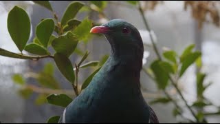 Amazing news for orphaned kererū!